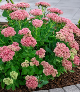 Sedum 'Herbstfreude'